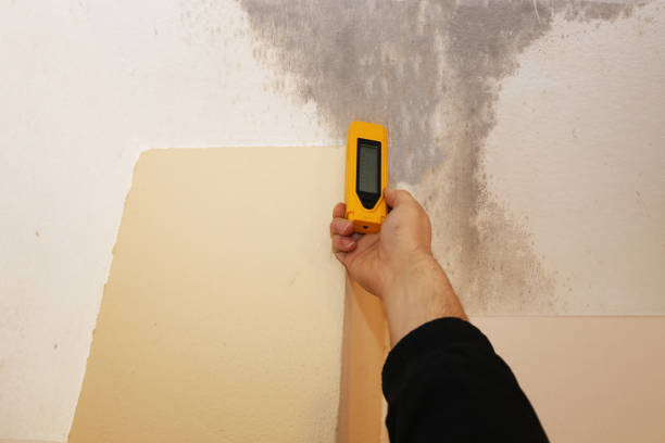 Best Mold Remediation for Healthcare Facilities  in Avalon, NJ