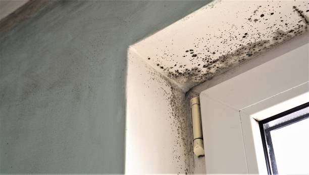 Best Residential Mold Inspection & Testing  in Avalon, NJ