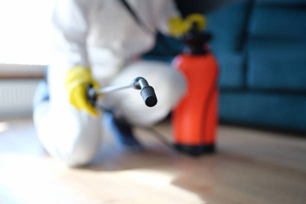 Best Mold Damage Restoration  in Avalon, NJ