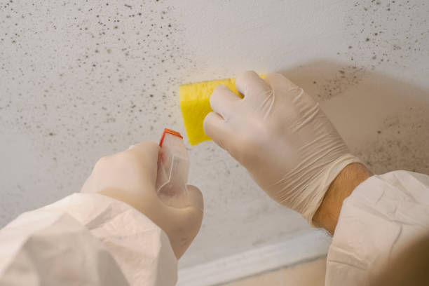 Best Dehumidification Services  in Avalon, NJ