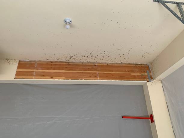 Best Water Damage & Mold Remediation  in Avalon, NJ