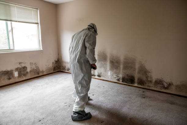 Best Commercial Mold Inspection  in Avalon, NJ