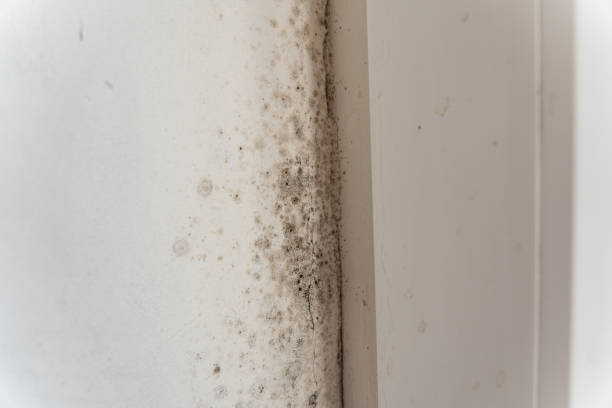 Best Forensic Mold Investigation  in Avalon, NJ