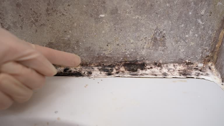 Best Biohazard Mold Removal  in Avalon, NJ